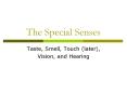 The Special Senses PowerPoint PPT Presentation