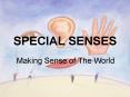SPECIAL SENSES PowerPoint PPT Presentation
