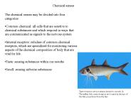 Chemical senses