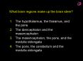 What brain regions make up the brain stem? PowerPoint PPT Presentation