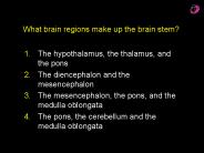 What brain regions make up the brain stem?