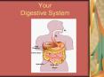 Your Digestive System PowerPoint PPT Presentation