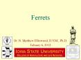 Ferrets PowerPoint PPT Presentation