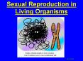 Sexual Reproduction in Living Organisms PowerPoint PPT Presentation