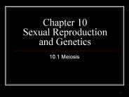 Chapter 10 Sexual Reproduction and Genetics