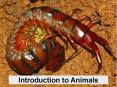 Introduction to Animals PowerPoint PPT Presentation