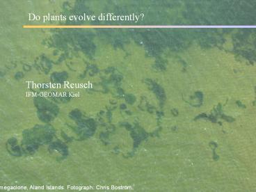 Do plants evolve differently?