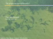 Do plants evolve differently?