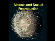 Meiosis and Sexual Reproduction