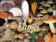 Kingdom Fungi PowerPoint PPT Presentation