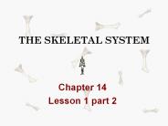 THE SKELETAL SYSTEM