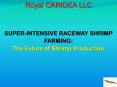 SUPER-INTENSIVE RACEWAY SHRIMP FARMING: The Future of Shrimp Production PowerPoint PPT Presentation