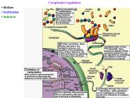 Cytoplasmic regulation