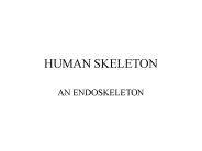 HUMAN SKELETON