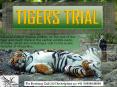 India Tigers Trial PowerPoint PPT Presentation