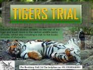 India Tigers Trial