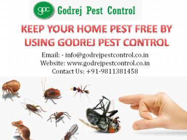 Termite treatment Delhi | Godrej Pest Control