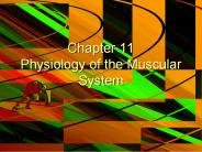 Chapter 11 Physiology of the Muscular System