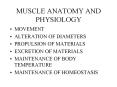 MUSCLE ANATOMY AND PHYSIOLOGY PowerPoint PPT Presentation
