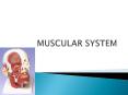 MUSCULAR SYSTEM PowerPoint PPT Presentation