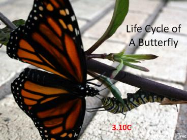 Life Cycle of A Butterfly