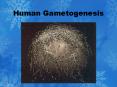 Human Gametogenesis PowerPoint PPT Presentation