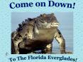 To The Florida Everglades! PowerPoint PPT Presentation