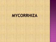 mycorrhiza