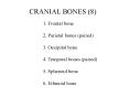 1. Frontal bone PowerPoint PPT Presentation