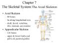 Chapter 7 The Skeletal System:The Axial Skeleton PowerPoint PPT Presentation