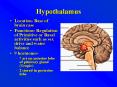 Hypothalamus PowerPoint PPT Presentation