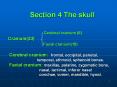 Section 4 The skull          Cerebral cranium (8) Cranium(23)               Facial cranium(15)  Cerebral cranium: frontal, occipital, parietal,               temporal, ethmoid, sphenoid bones. Facial cranium: PowerPoint PPT Presentation