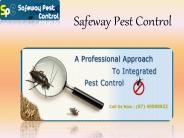 Safeway Pest Control provide environmental-friendly pest control solutions