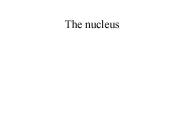 The nucleus