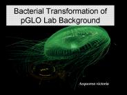 Bacterial Transformation of pGLO Lab Background