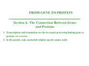 Nerve activates contraction