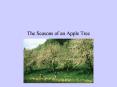 The Seasons of an Apple Tree PowerPoint PPT Presentation