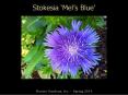 Stokesia  PowerPoint PPT Presentation