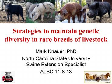 Strategies to maintain genetic diversity in rare breeds of livestock