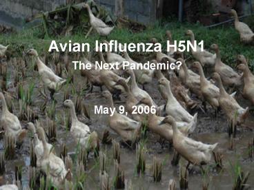 Avian Influenza H5N1