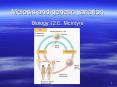Meiosis and genetic variation PowerPoint PPT Presentation