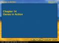 Chapter 14 Genes in Action PowerPoint PPT Presentation