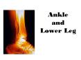 Ankle and Lower Leg PowerPoint PPT Presentation