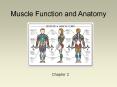 Muscle Function and Anatomy PowerPoint PPT Presentation