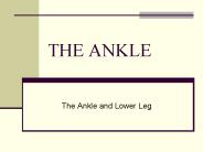 THE ANKLE