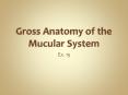 Gross Anatomy of the Mucular System PowerPoint PPT Presentation