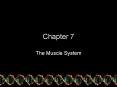 The Muscle System PowerPoint PPT Presentation