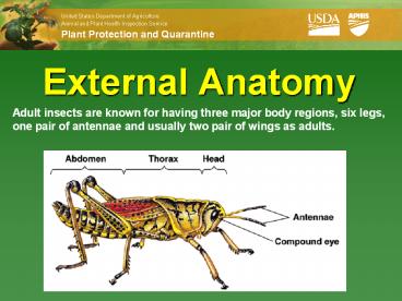 External Anatomy