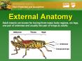 External Anatomy PowerPoint PPT Presentation
