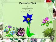 Parts of Plant